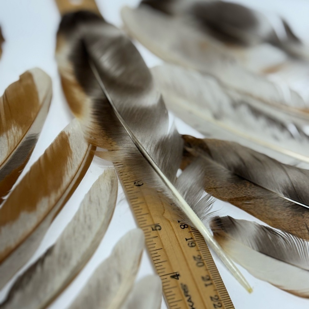All Natural “Candy Corn Calico” Chicken feathers. Pack of 20 - Picture 5 of 10
